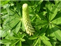 lupinus